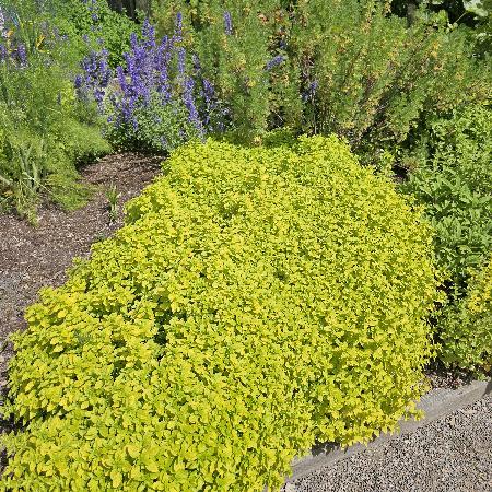 ORIGANUM vulgare 'Thumble's Variety'