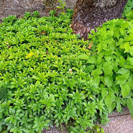 PACHYSANDRA terminalis 'Green Carpet'