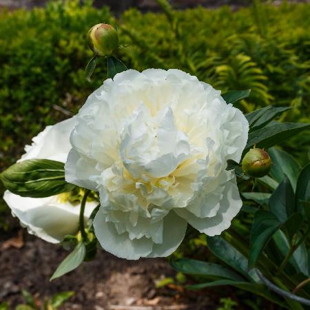 PAEONIA 'Duchesse de Nemours'