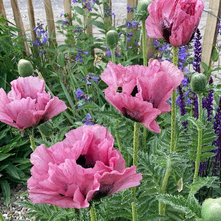 PAPAVER orientale 'Pink Perfection'