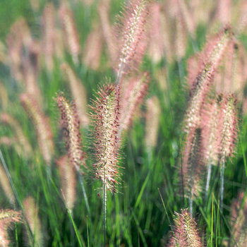 PENNISETUM alopecuroides 'Herbstzauber'