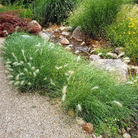 PENNISETUM villosum