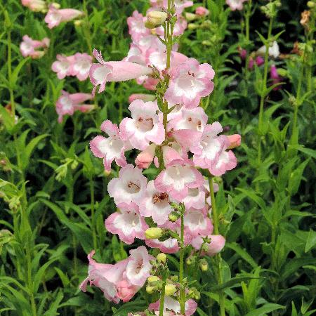 PENSTEMON 'Fujiyama'