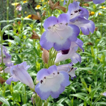 PENSTEMON