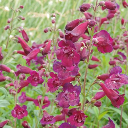 PENSTEMON 'Blackbird'