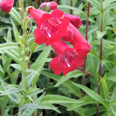 PENSTEMON 'Chester Scarlet'