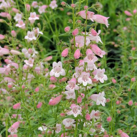 PENSTEMON 'Evelyn'