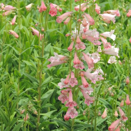 PENSTEMON 'Hewell Pink Bedder'