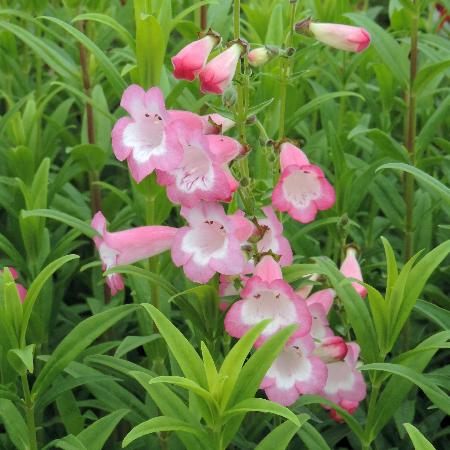PENSTEMON 'Kilimanjaro'