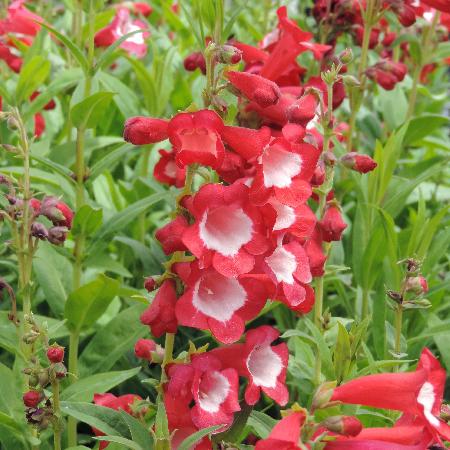 PENSTEMON 'Le Phare'