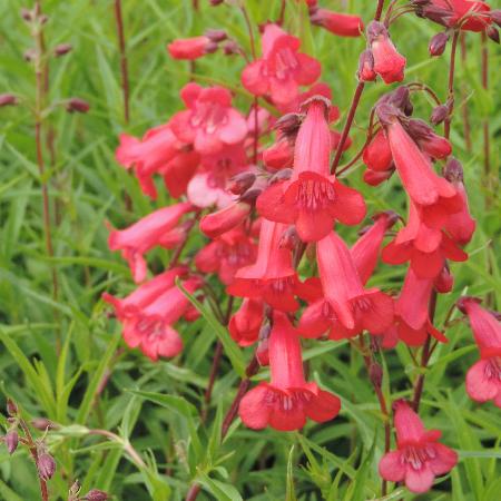 PENSTEMON 'Pennington Gem'