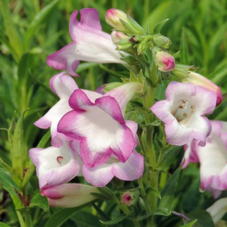 PENSTEMON 'Pensham Laura'