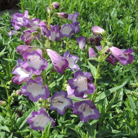 PENSTEMON 'Pensham Czar'