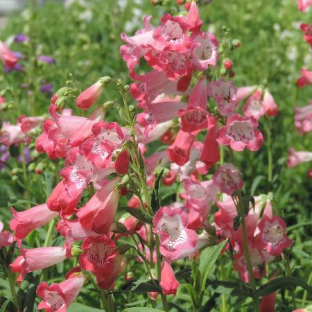 PENSTEMON 'Souvenir d'Adrien Régnier'
