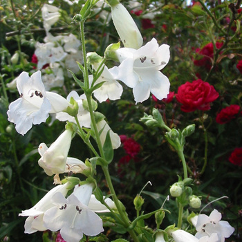 PENSTEMON 'White Bedder'