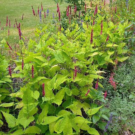 PERSICARIA amplexicaulis 'Golden Arrow'