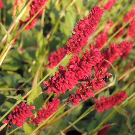 PERSICARIA amplexicaulis 'Speciosa' (Atrosanguineum)