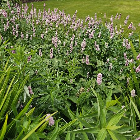 PERSICARIA