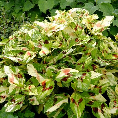 PERSICARIA filiformis 'Painter's Palette'