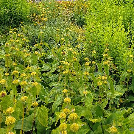 PHLOMIS russeliana
