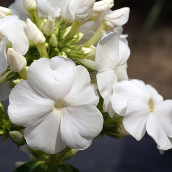 PHLOX 'White Sparr' (Paniculata Group)