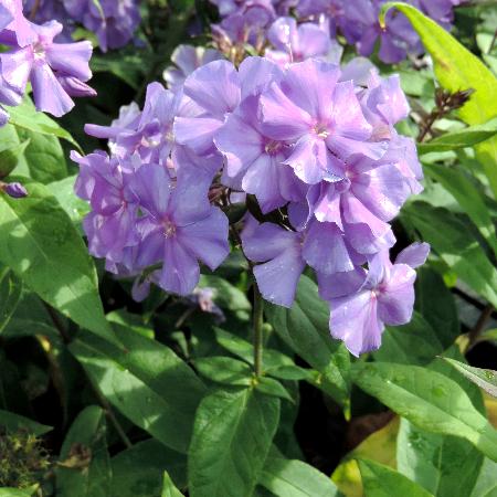 PHLOX 'Blue Paradise' (Paniculata Group)