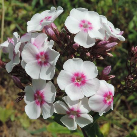 PHLOX 'Europa' (Paniculata Group)