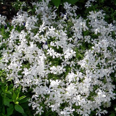 PHLOX divaricata 'May Breeze'