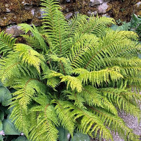 POLYSTICHUM setiferum