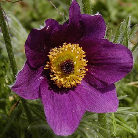 PULSATILLA