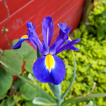 IRIS hollandica 'Blue Magic' ®