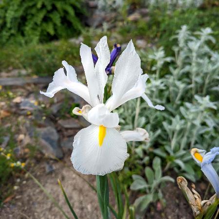 IRIS hollandica 'Alaska'