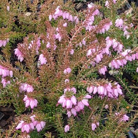 ERICA darleyensis 'Ghost Hills'