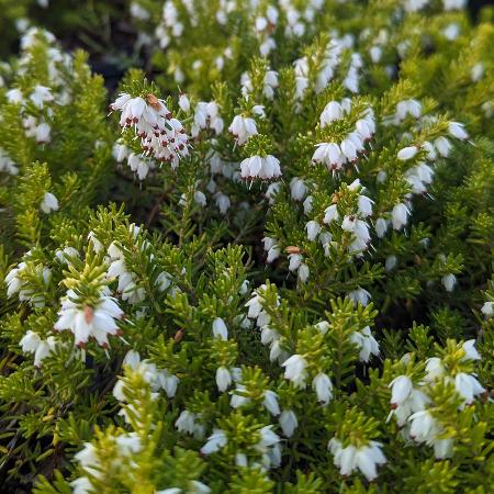 ERICA darleyensis 'White Perfection'