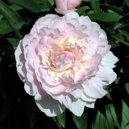 PAEONIA 'Mme Calot'