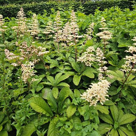 RODGERSIA