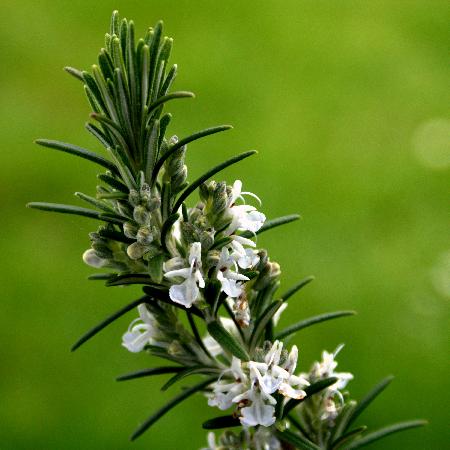 ROSMARINUS officinalis 'Albiflorus'