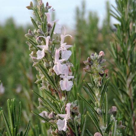 ROSMARINUS officinalis 'Albiflorus'