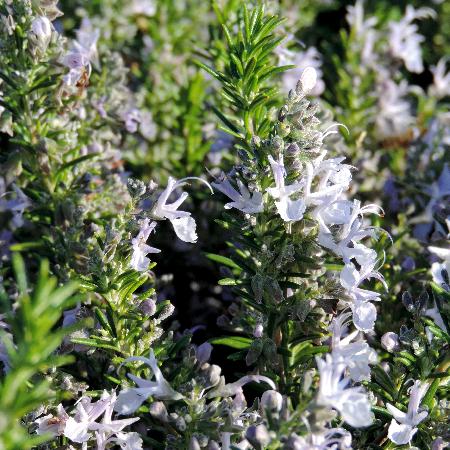 ROSMARINUS officinalis 'Corsican Blue'