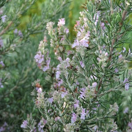 ROSMARINUS officinalis 'Majorca Pink'