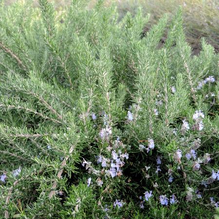 ROSMARINUS officinalis 'Prostratus' (lavandulaceus)