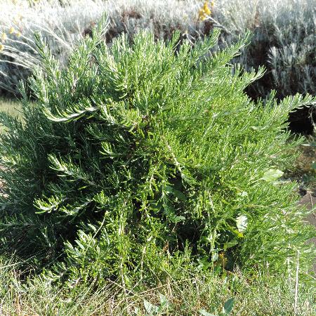 ROSMARINUS officinalis 'Pointe du Raz'