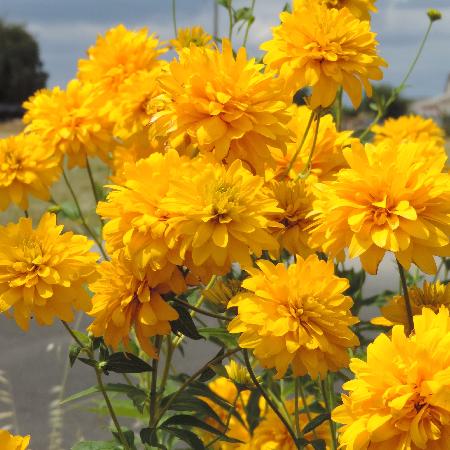 RUDBECKIA laciniata 'Goldquelle'