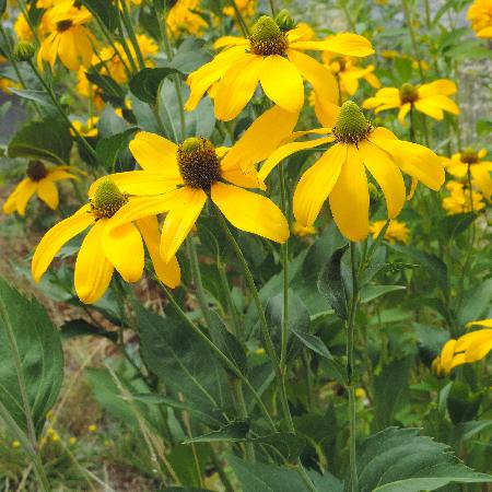 RUDBECKIA nitida 'Herbstsonne' ('Autumn Glory')