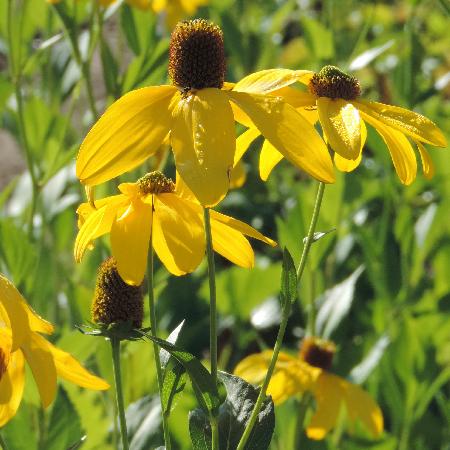RUDBECKIA nitida 'Herbstsonne' ('Autumn Glory')