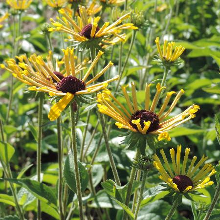 RUDBECKIA subtomentosa 'Henry Eilers'