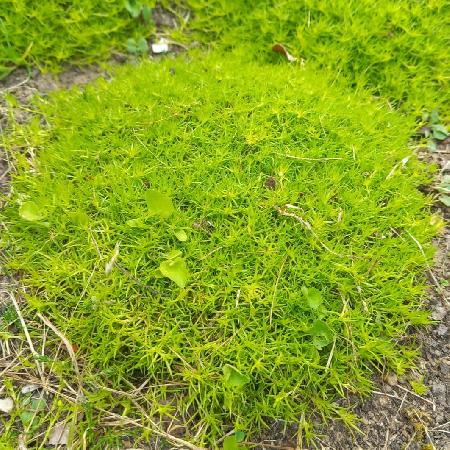 SAGINA subulata 'Aurea'