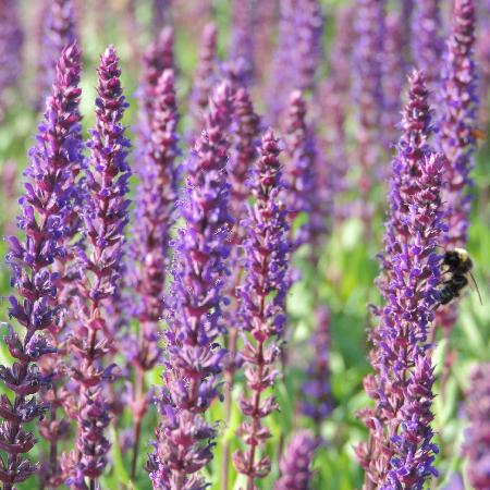 SALVIA nemorosa 'Caradonna'
