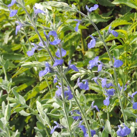 SALVIA chamaedryoides var. isochroma