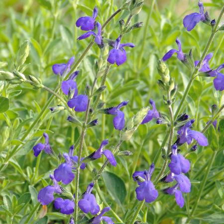 SALVIA greggii 'Blue Note' ®